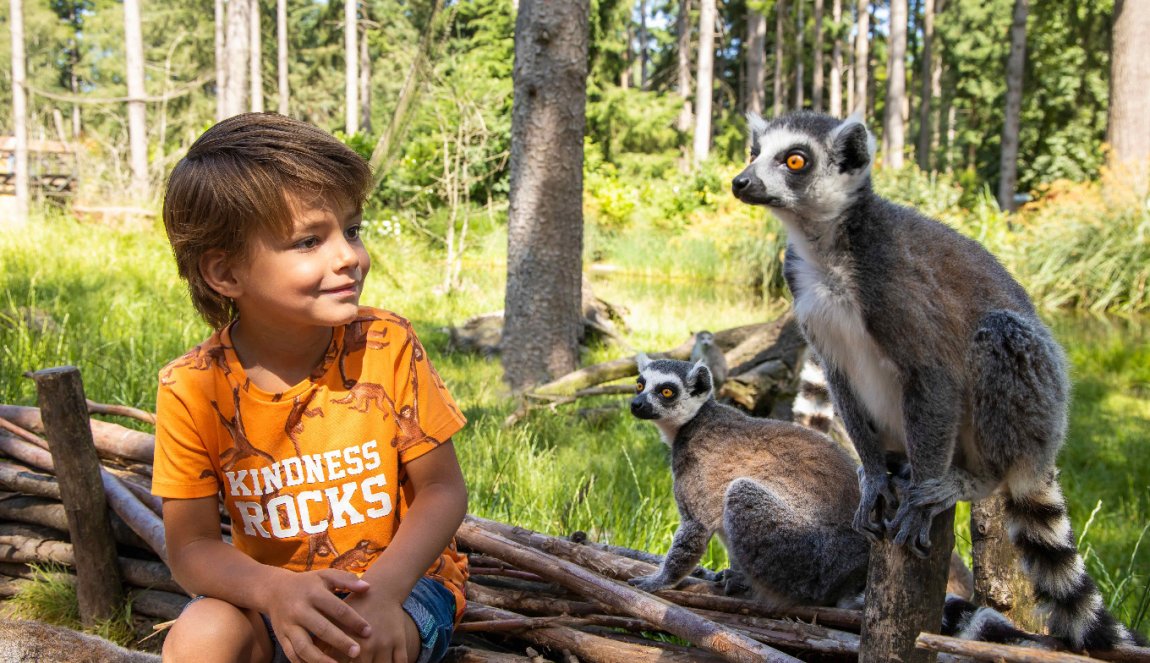 Child looking at Maki's in Dierenpark Amersfoort