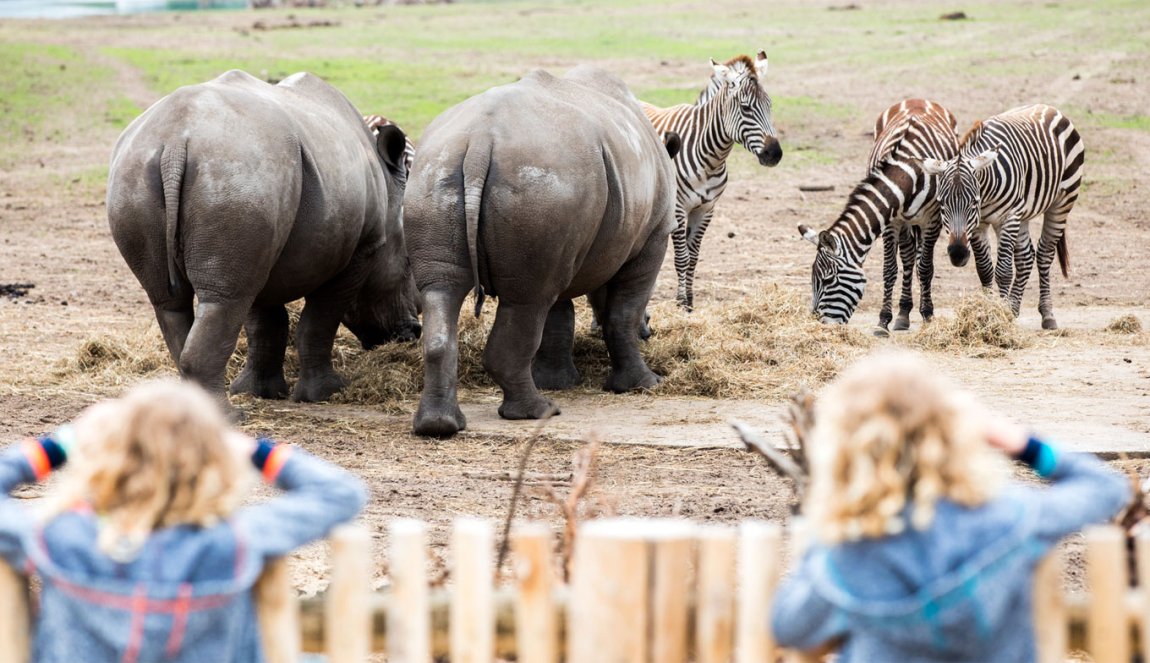 Children watching animals at Beekse Bergen