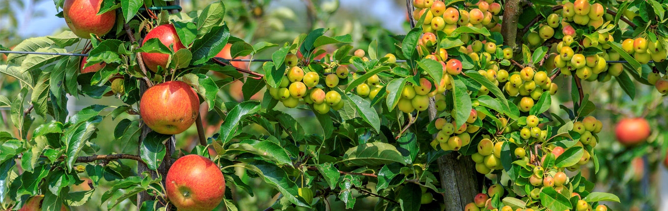 Apple tree in Gelderland