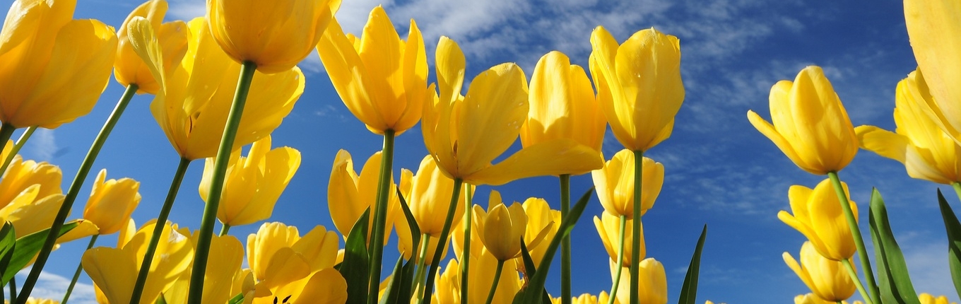 Yellow tulips blue sky