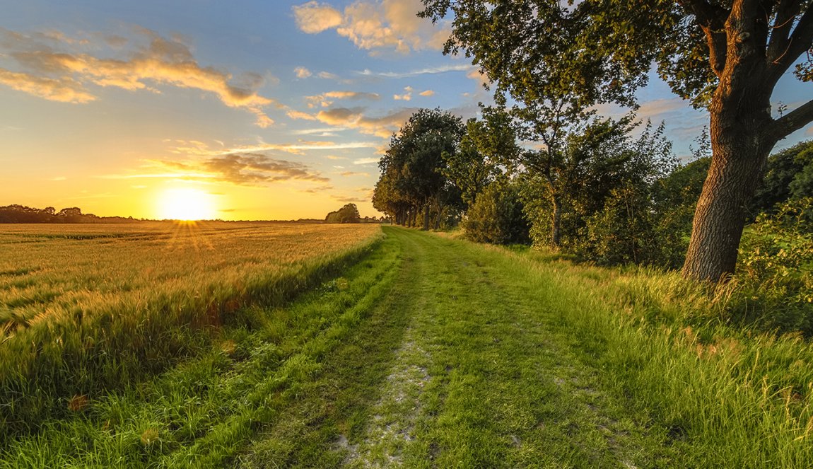 Dutch landscape with wheat field during sunrise