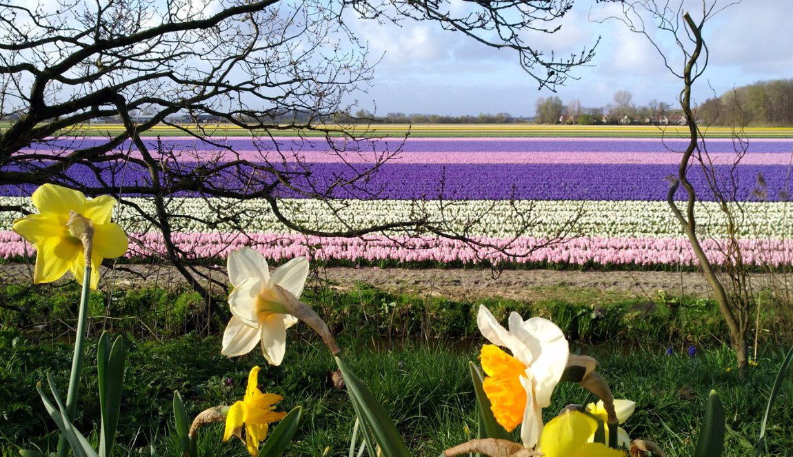 Bulb field with hyacinths and daffodils