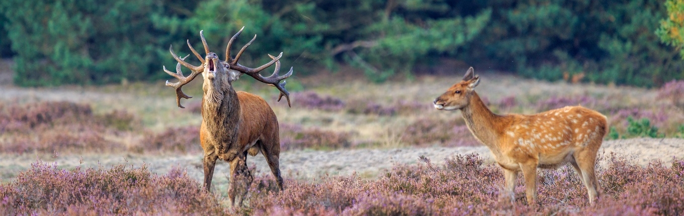 Deer in NP de Hoge Veluwe