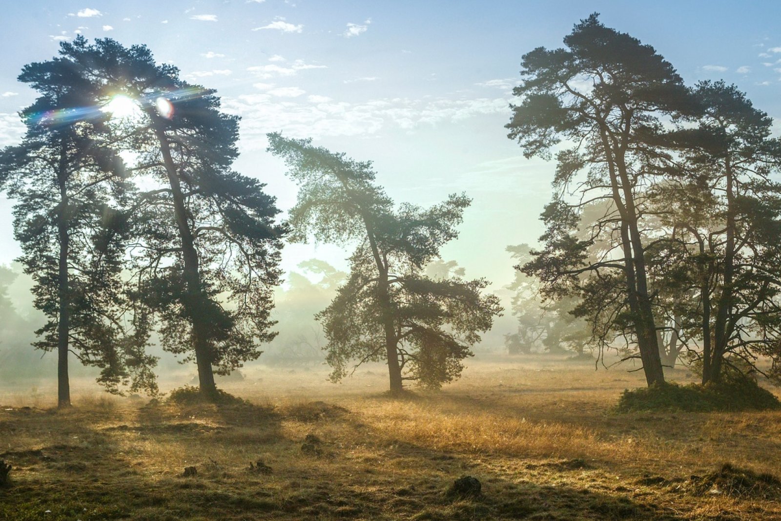 Spring in National parc De Hoge Veluwe