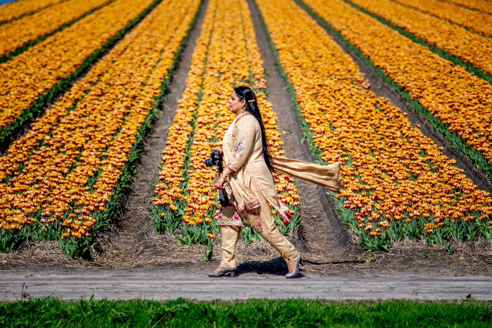 Tourist with camera looking for beautiful tulip photo