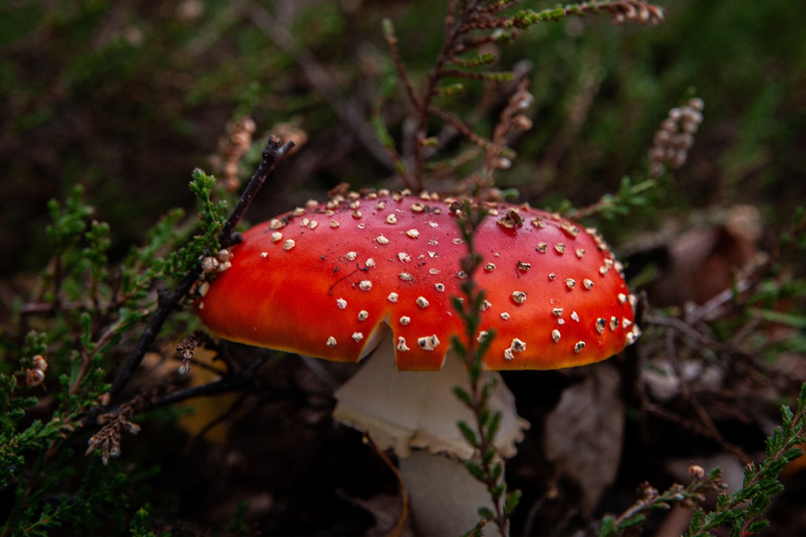 Haaksbergen mushroom in the heather