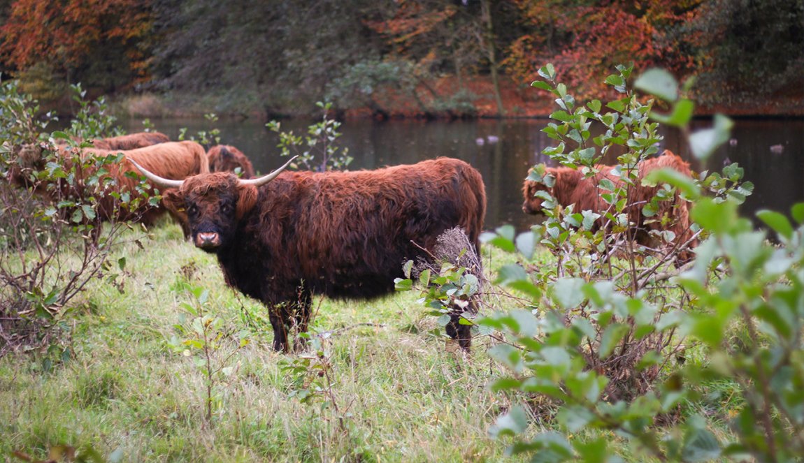 Amsterdamse Bos Scottish highlander