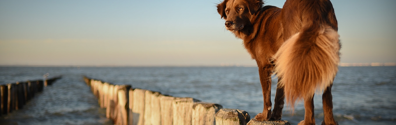 Dog at the beach in Zeeland, the Netherlands