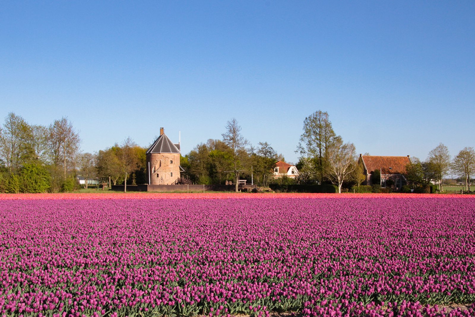 Bulb field at Huys Dever Lisse 