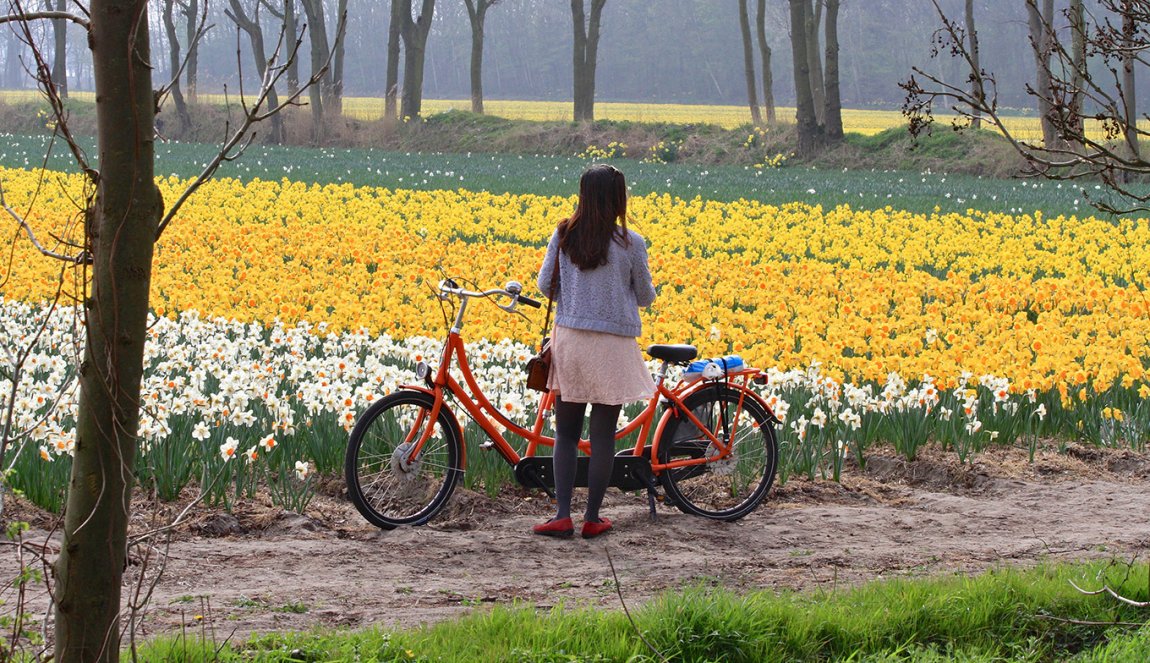 Bollenveld Loosterweg Zuid