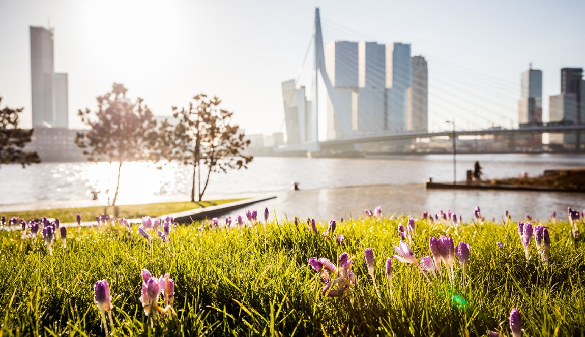 Spring in Rotterdam