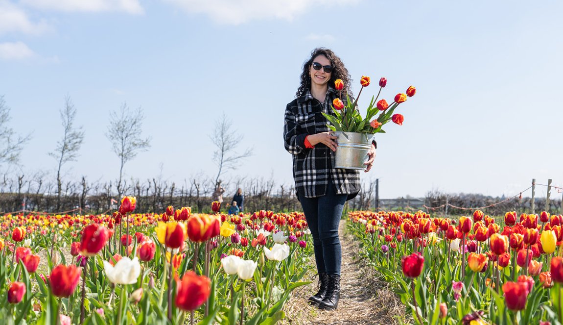 Lady in Picking Garden with her own picked tulips in bucket 