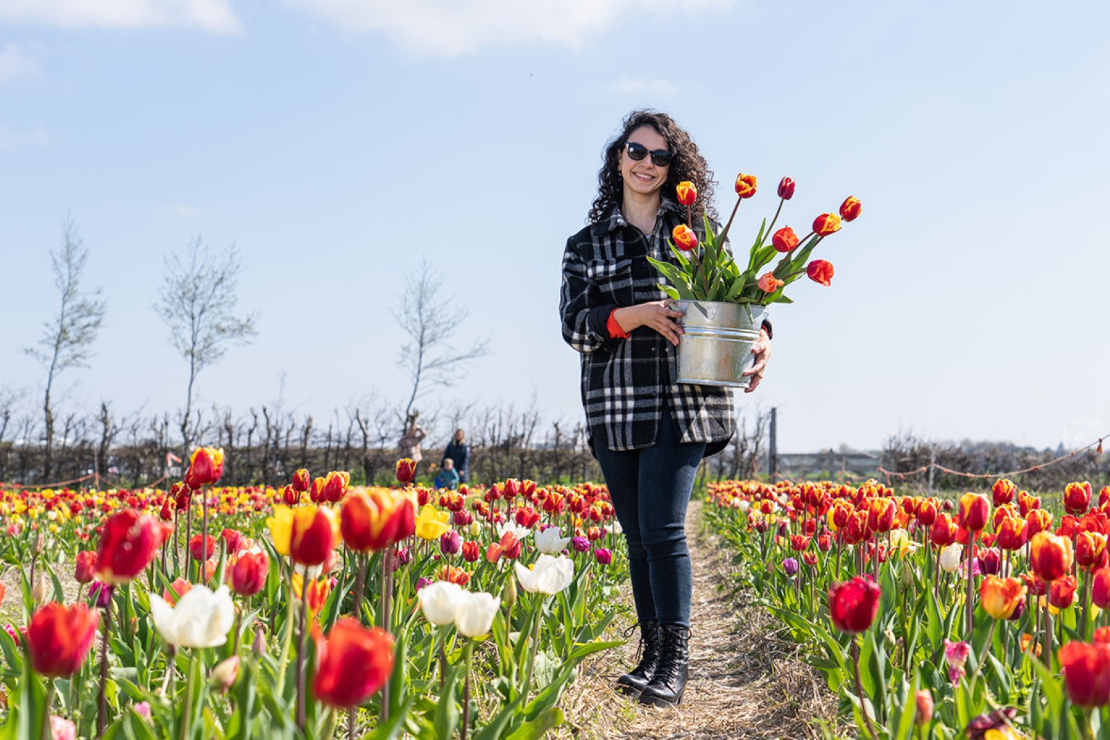 Lady in Picking Garden with her own picked tulips in bucket 