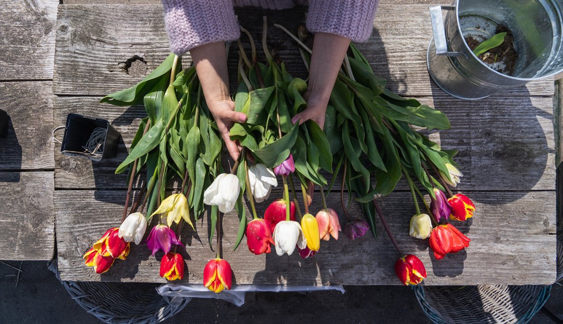 Lady picks plucked tulips