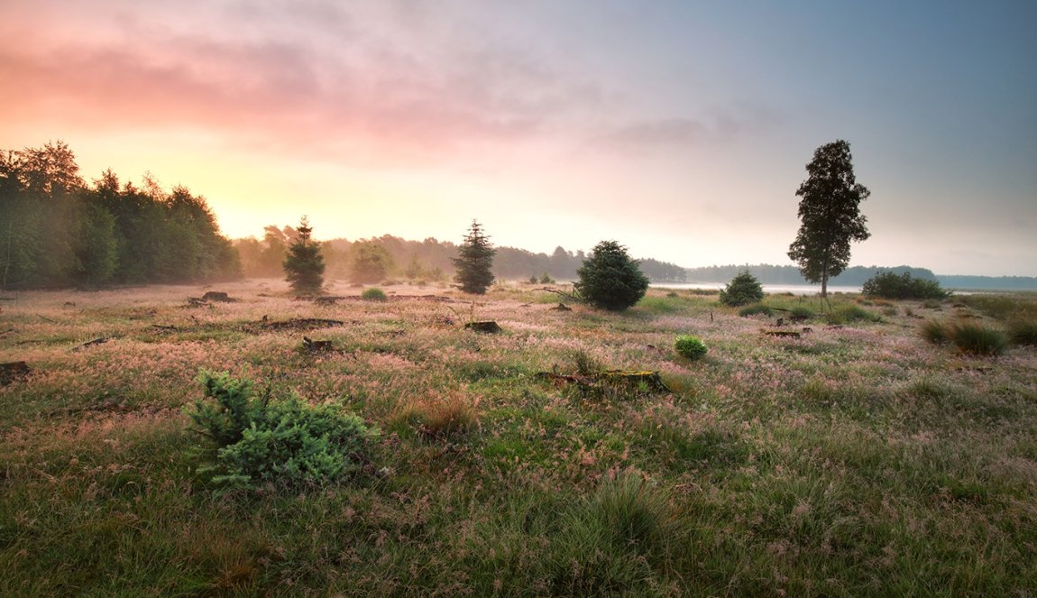 Open field in National Park Dwingelderveld