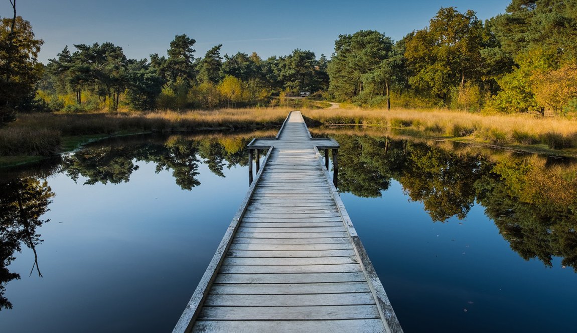 Wooden walkway in Nationaal Park De Maasduinen