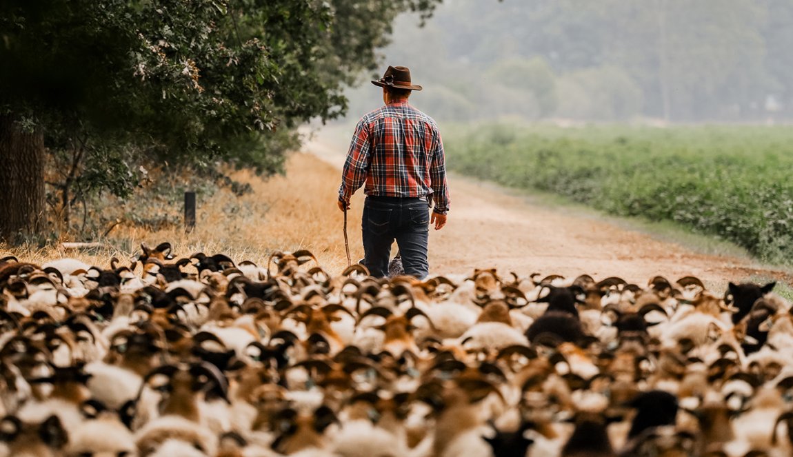 Drenthe sheep herd with shepherd