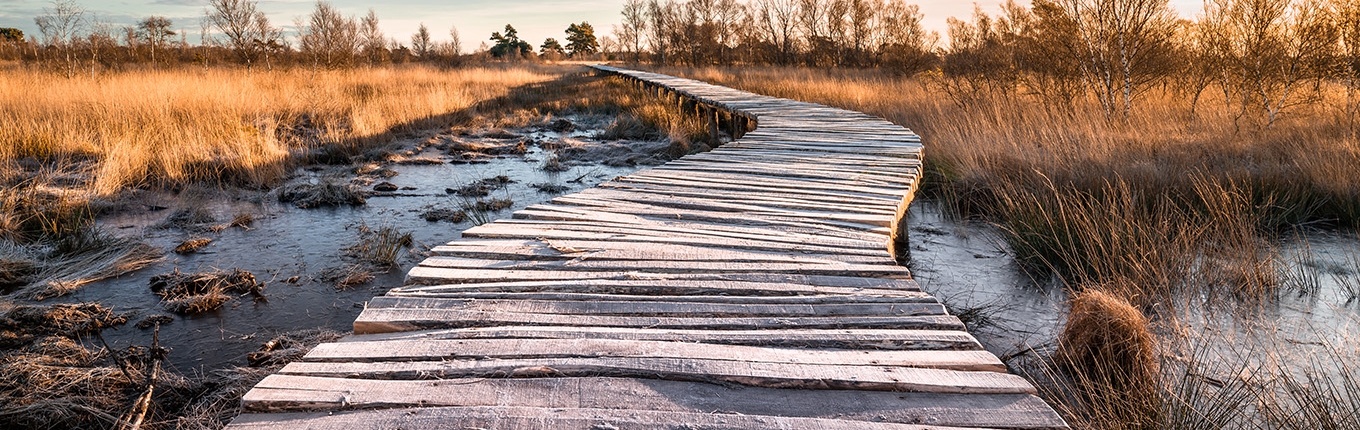 Wooden pathway in National Park 'de Groote Peel'