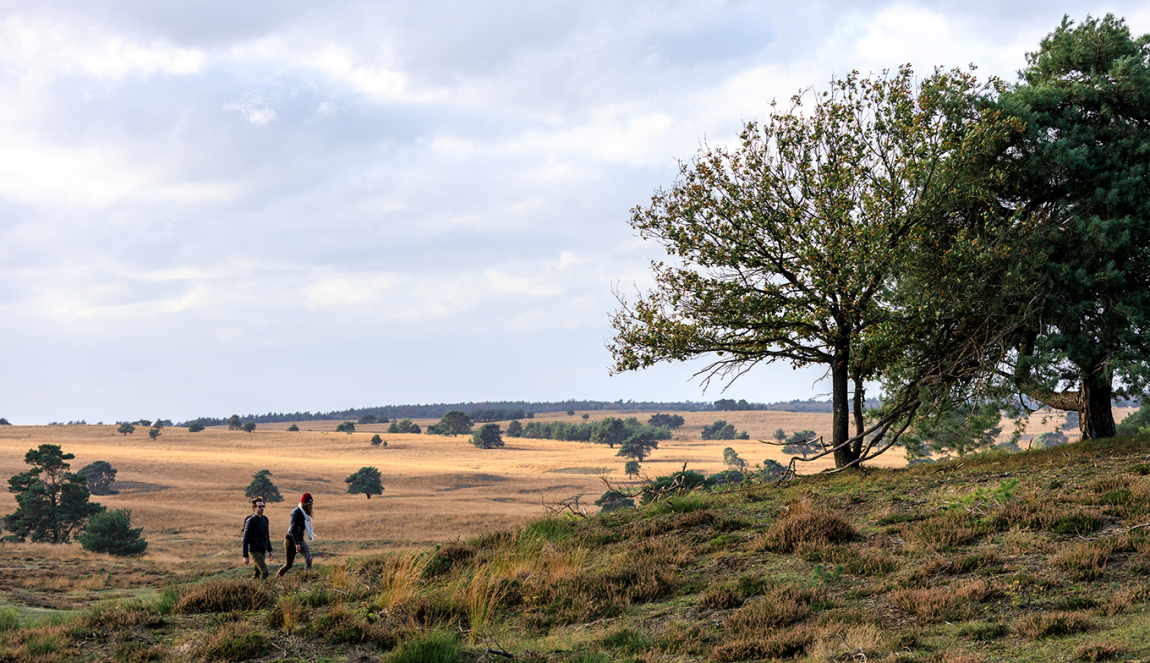 Couple walking on the Veluwezoom in autumn